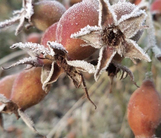 Frost auf Pflanzen