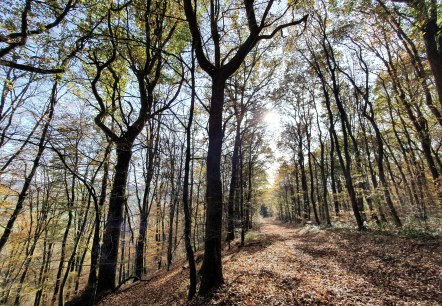 Herbstlaub, © Tourist-Information Prümer Land