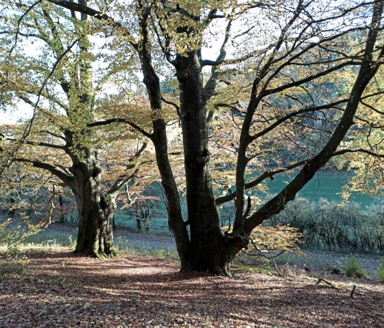 Des hêtres anciens - un monument naturel