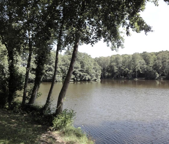 Steinbachtalsperre Waldsee