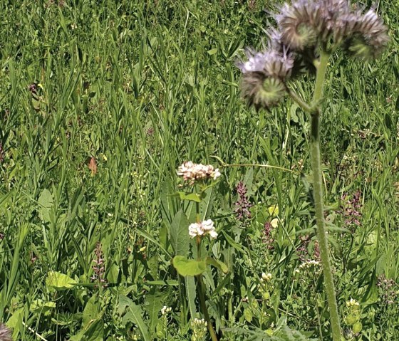 Blick über Bienenwiese, © Martin Schenk