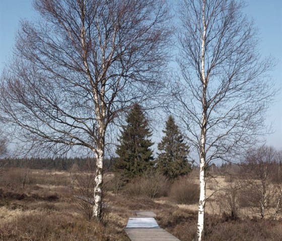 Holzsteeg im Venn, © seeblick-eifel.de