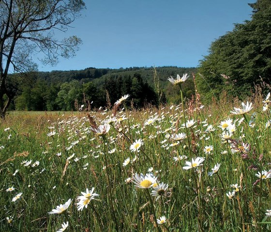 Blumenwiese, © ZV Naturpark Südeifel, Raymond Clement