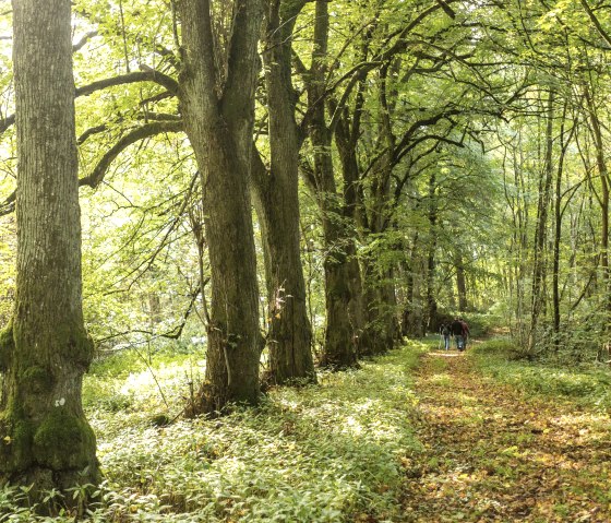 Aremberg, © Eifel Tourismus,D.Ketz