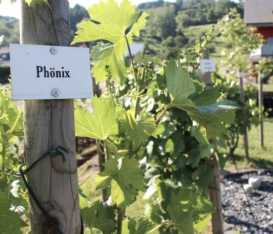 Weinreben im Wellnessgarten