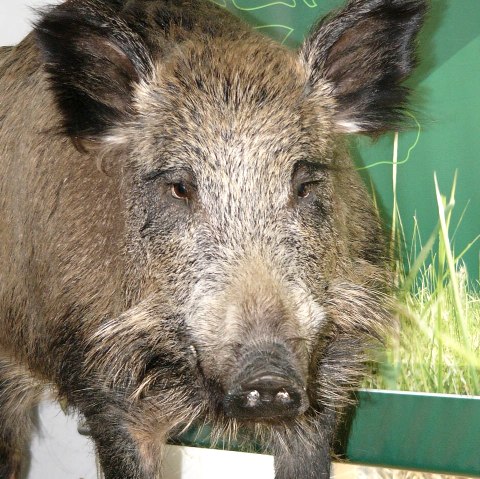 Haus der Jagd Ernzen - Wildschweinmodell, © Holger Weber