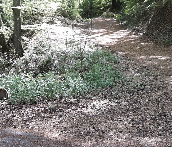 Waldweg Newel, © Alexa Hansen