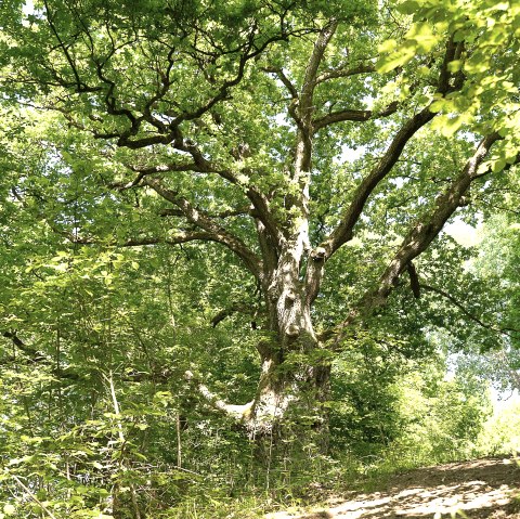 Weg zur Alten Eiche, © TI Kelberg