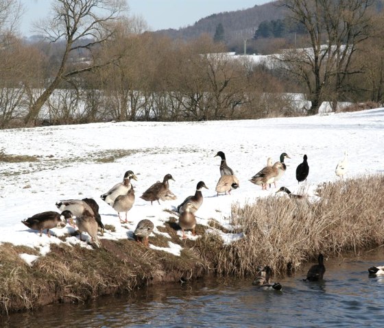 Indischen Laufenten