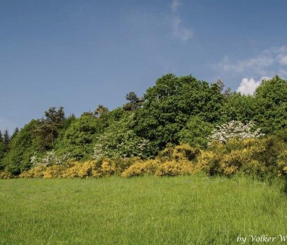 Das "Eifelgold", blühender Ginster bei Arft, © Foto: Volker Windheuser, Quelle: Ortsgemeinde Arft