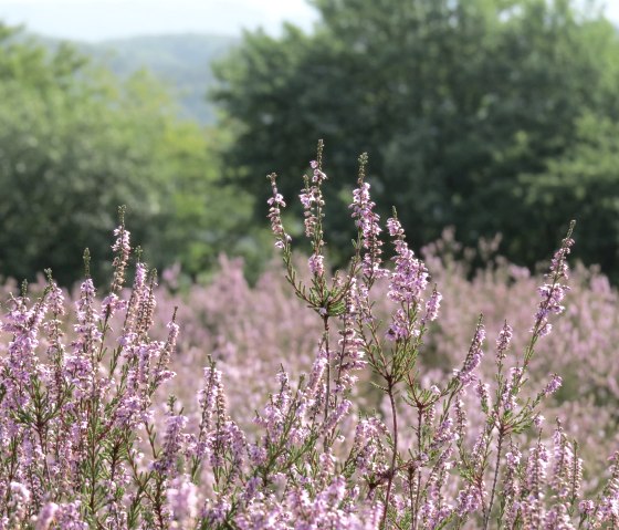 Heideblüte, © Foto: Svenja Schulze-Entrup, Quelle: Touristik-Büro Vordereifel