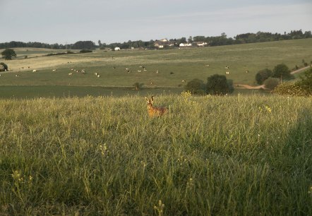 Prümer Land überraschter Feldhase, © Tourist-Information Prümer Land/Teuschler