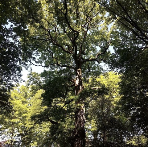 Beeindruckendes Naturdenkmal, © Tourist-Information Wittlich Stadt & Land