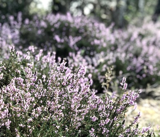 traumhafte Besenheide