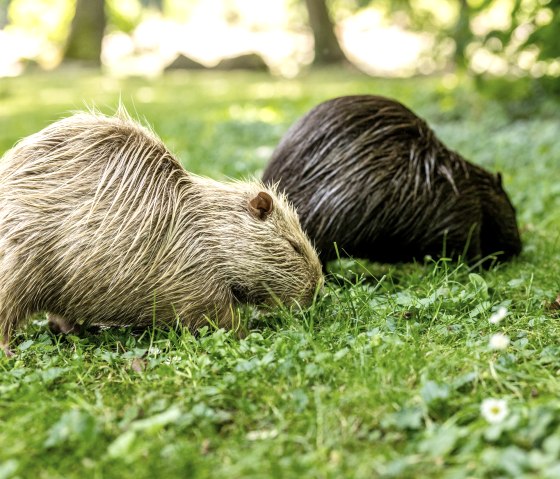 Nutriafamilie, © Eifel Tourismus GmbH/Dominik Ketz