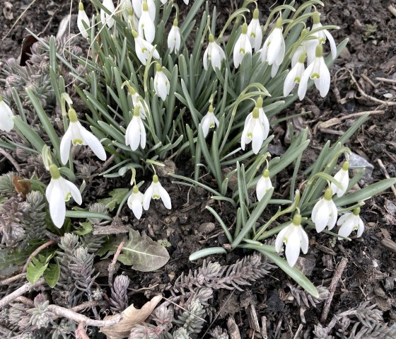 Der Frühling kommt