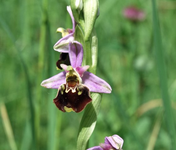 Orchideen - Hummel-Ragwurz, © Naturpark Südeifel/P. Wagner