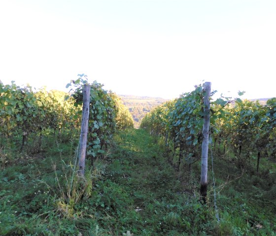 Weinberge, © Nicole Zimmer