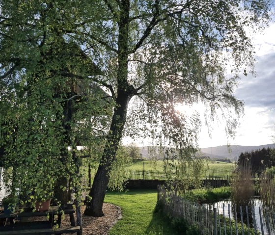 Gartenteich Biotop mit Salamandern