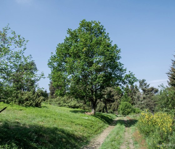 Historischer Schulweg Arft, © Volker Windheuser