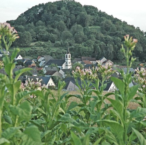 Neuerburger Kopf, © Tourist Information Wittlich Stadt & Land