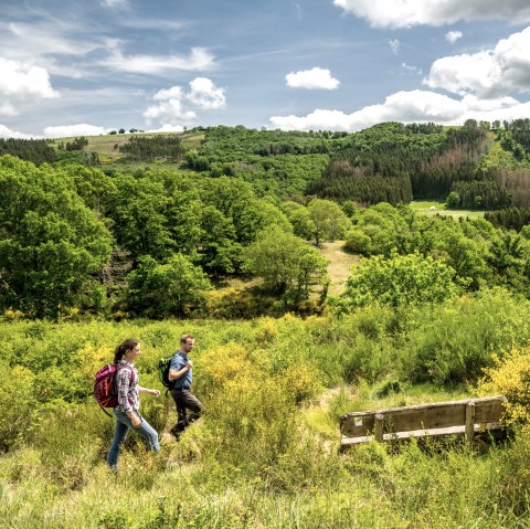 Wandern durch Ginster in der Eifel, © Eifel Tourismus GmbH, Dominik Ketz