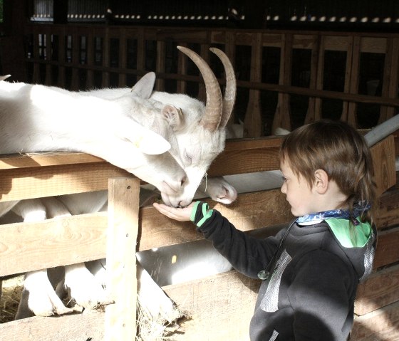 Découvrir les chèvres de près lors d'une visite guidée de la ferme