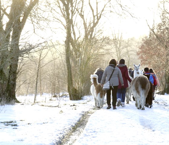 Wanderung mit den Lamas, © Loni Liebermann