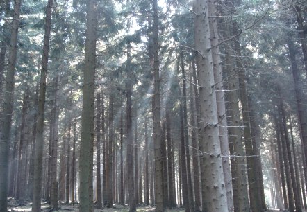 Blick in den Hürtgenwald