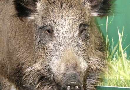 Haus der Jagd Ernzen - Wildschweinmodell, © Holger Weber