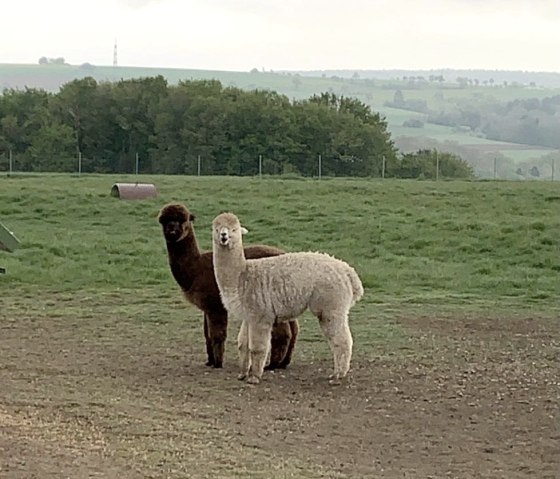 Tiere in Hofweiler, © Nicole Zimmer