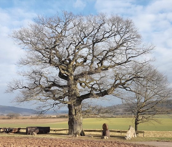 Dicke Eiche Altrich, © Tourist Information Wittlich Stadt & Land