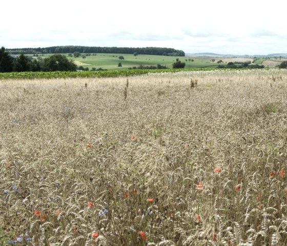 Blick in die Landschaft bei Bruch, © Eifel Tourismus GmbH/S. Jacobs