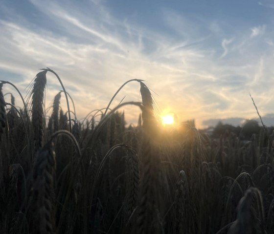 Sonnenuntergang im Kornfeld, © Privat