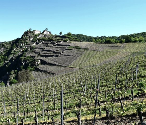 Weinberge in Mayschoss mit Blick auf Saffenburg, © Pannhausen