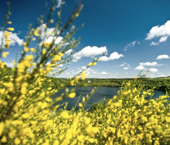 Weinfelder Maar mit Ginster, © Rheinland-Pfalz Tourismus GmbH, Dominik Ketz