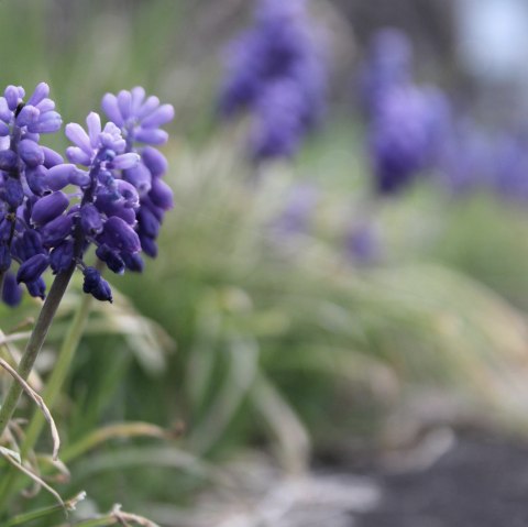 Symbolbild_Blumen, © Rursee-Touristik GmbH