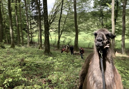 Lama-Wanderung in den Buchenwäldern der Schönecker Schweiz