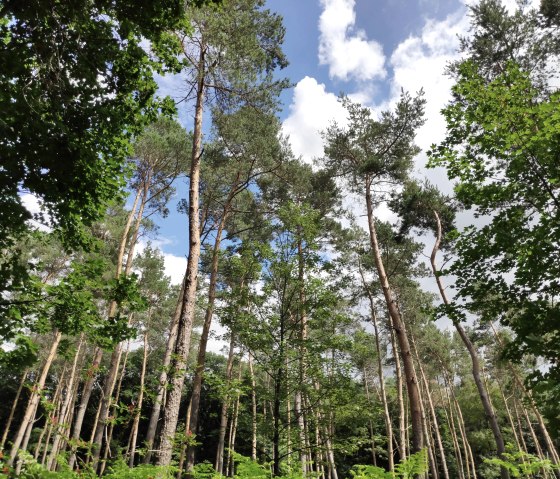 Wald von Schloss Burgau in Düren, © Sophia Eckerle