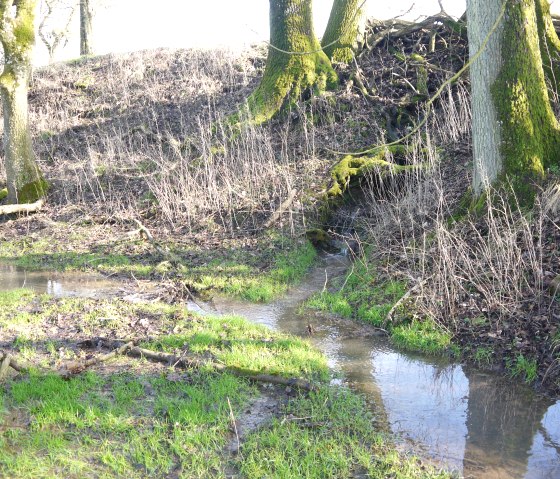 Quelle Eidenbach, © Hermann-Josef Berscheid