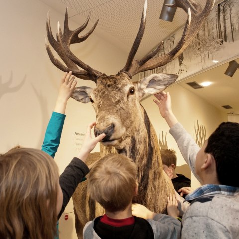 Ausstellung Wildnis(t)räume im Nationalparkzentrum Eifel, © Roman Hövel