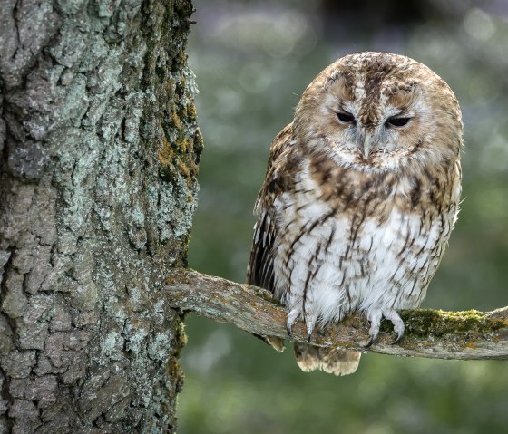 Klausi-Mausi im Wildpark Schmidt, © Wildpark Schmidt