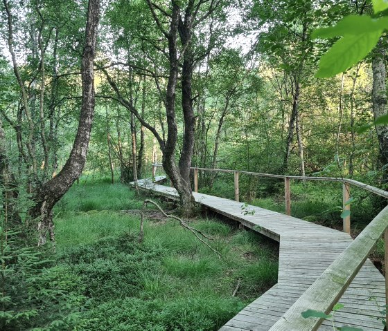 Passerelle du sentier des marais à Ormont, © Touristik GmbH Gerolsteiner Land -Leonie Post