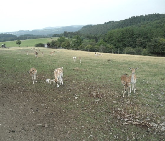 wildgehege-bei-winnerath, © Gerd Spitzlay, Wanderfreunde Schuld e.V