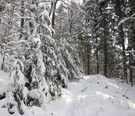 Winterwanderung bei Adenau