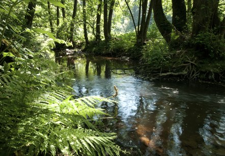 Der Fluss Irsen auf dem Irsenpfad, © Naturpark Südeifel, Joelle Mathias