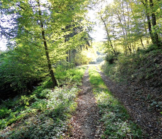 Durch den Wald der Eifel, © Eifel-yeti