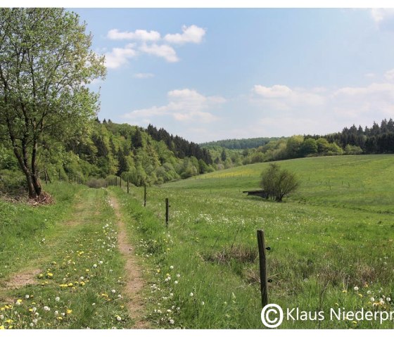 Eifellandschaft im Sommer, © Klaus Niederprüm - klaus.niederpruem@online.de