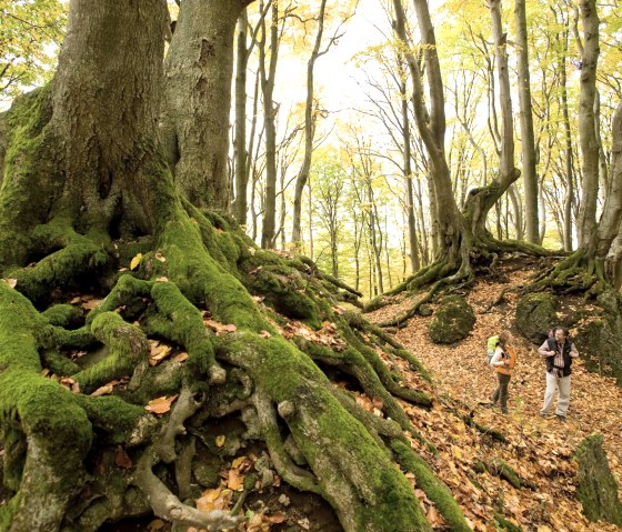 Herbstlicher Buchenwald am Nerother Kopf am Eifelsteig, © Rheinland-Pfalz Tourismus, D. Ketz