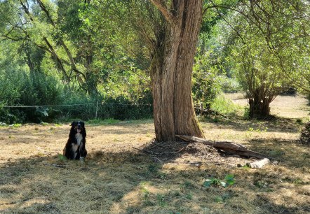 Unser Hund Jack in der schönen Natur rund um Schutz